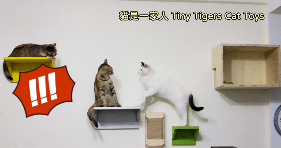 你們知道 Tiny 所養的三隻貓叫什麼名字嗎？可愛三貓在家戰鬥力如何呢？